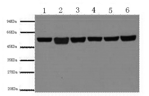 beta Tubulin Monoclonal Antibody - small - 1