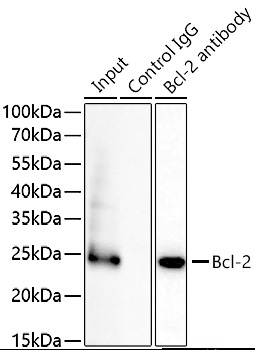 Bcl-2 Polyclonal Antibody - small - 7