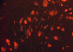 Strain 129 Mouse Embryonic Stem Cells with RFP MUBES-01201