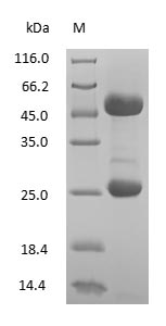 SDS-PAGE - Mouse Immunoglobulin G