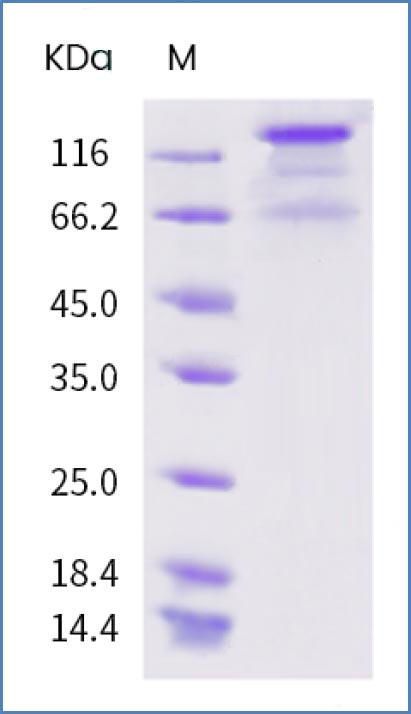 SARS-CoV-2 (2019-nCoV) Spike Protein (S1+S2 ECD, His tag)