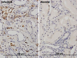 Immunohistochemistry (Formalin/PFA-fixed paraffin-embedded sections)
