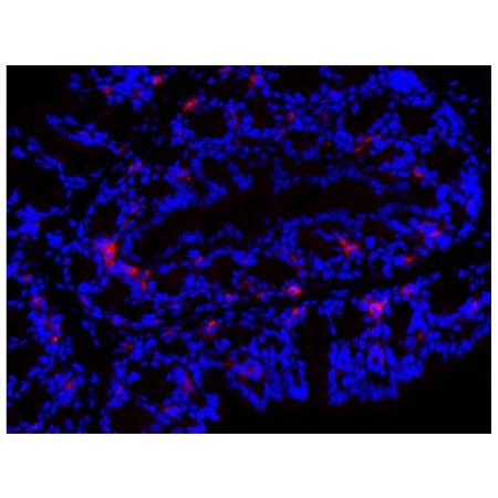 Paraffin embedded BALB/c mouse colon tissue section