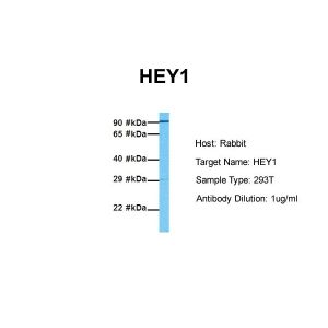 Human 293T
