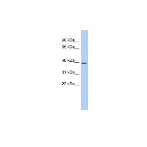 Human THP-1