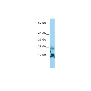 HepG2