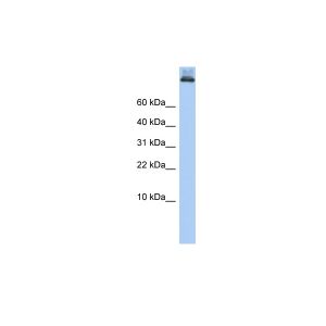 Human 721_B