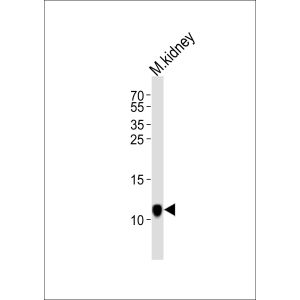 Mouse kidney tissue lysate