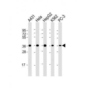 Human A431 Cells, Hela Cells, HepG2 Cells, K562 Cells, PC-3 Cells