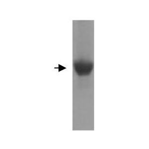 Human FGF-4 