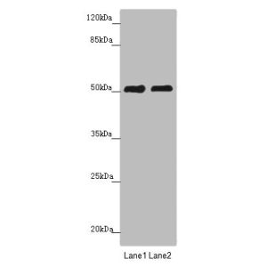 Mouse liver tissue, A375 whole cell lysate