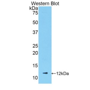 Growth-regulated alpha protein