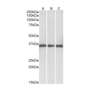 Human , Mouse(B) , Rat
