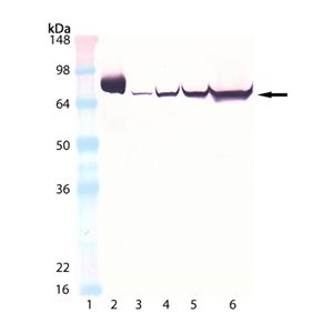 HSP70/HSP72, PC-12, HeLa