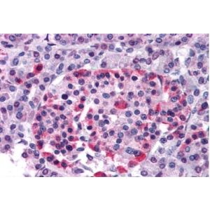 Human pancreas
