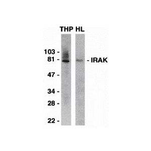 THP-1, HeLa