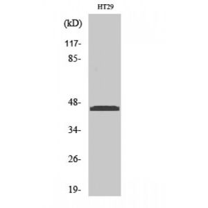 HT29