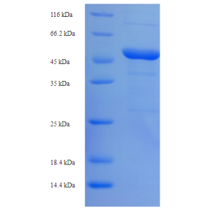 Protein SDS-PAGE