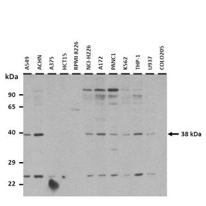 AMD1 Antibody - N-terminal region (ARP54480_P050)