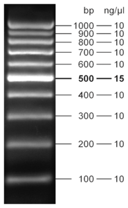 5 μl loaded onto 2.4 % agarose