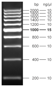 5 &mu;l loaded onto 1.8 % agarose