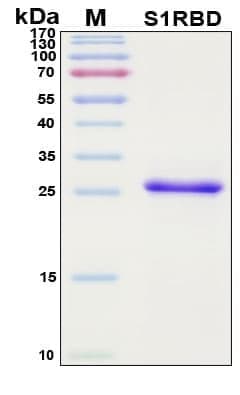Recombinant SARS-CoV-2 Spike Protein, S1 Subunit, Host Cell Receptor Binding Domain (RBD), Antigen Grade