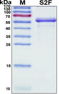 Recombinant SARS-CoV-2 Spike Protein, S2 Subunit