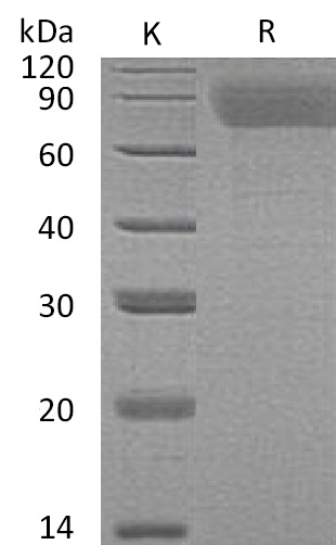 Thrombopoietin Protein, Human, Recombinant (His)