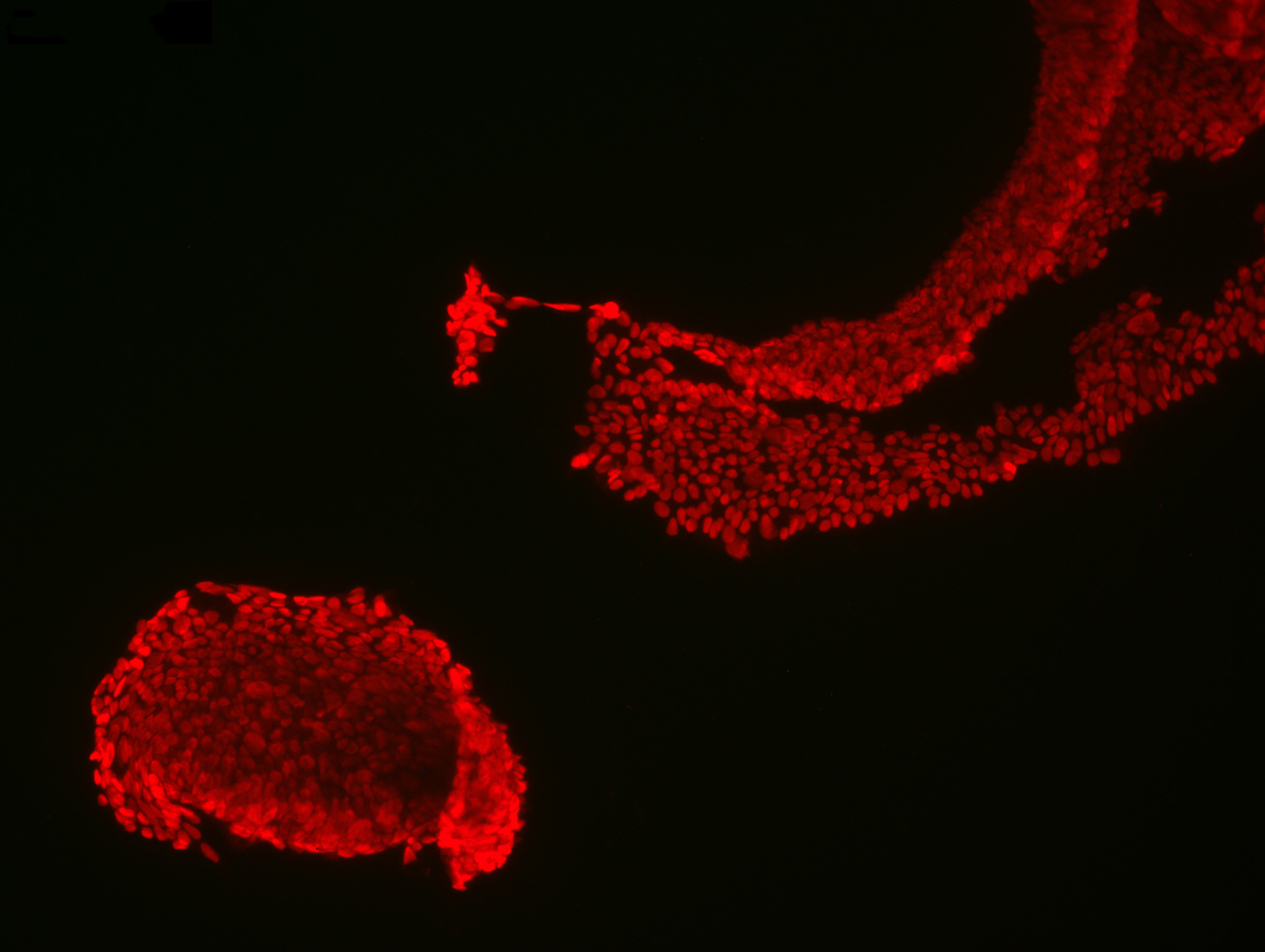 Human iPSCs From Fibroblasts (Normal, Male, African American, Neonate, NIST Line)