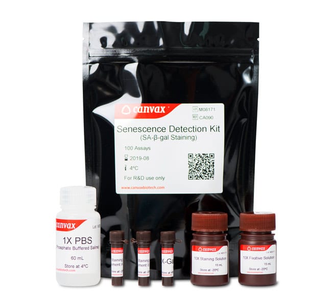 Senescence Detection Kit – Canvax SA-β-Gal staining for senescent cells