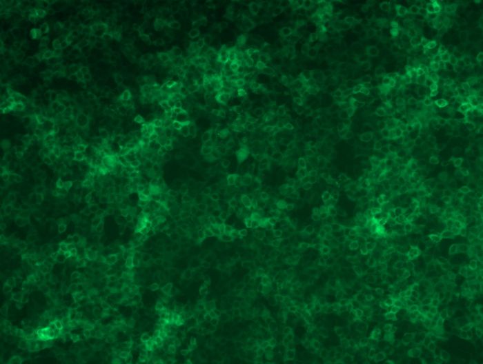 <a href = "https://www.origene.com/catalog/cdna-clones/expression-plasmids/rc200197l4-2-hydroxy-phytanoyl-coa-lyase-hacl1-nm-012260-human-tagged-lenti-orf-clone" title="RC200197L4" class="">RC200197L4</a> was used to prepare Lentiviral particles using <a href = "https://www.origene.com/catalog/others/lentiviral-packaging-kits/tr30037-lentiviral-packaging-kits" title="TR30037" class="">TR30037</a> packaging kit. HEK293T cells were transduced with RC200197L4V particle to overexpress human HACL1-mGFP fusion protein.