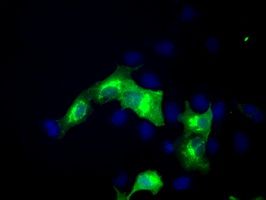Anti-ERMAP mouse monoclonal antibody (TA500911) immunofluorescent staining of COS7 cells transiently transfected by pCMV6-ENTRY ERMAP (<a href = "https://www.origene.com/catalog/cdna-clones/expression-plasmids/rc215022-ermap-nm-001017922-human-tagged-orf-clone" title="RC215022" class="">RC215022</a>).