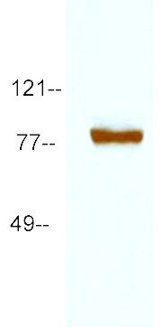 WB: The whole cell lysate derived from HEK293 overepressed Shaker cell lysate separated in SDS-PAGE, transferred onto a NC membrane, then blotted by Rabbit anti-Shaker antibody at 1:500. An immunoreactive band is observed around ~73 kDa. (Biotinylated antibody is confirmed by HRPStrepavidin