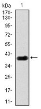 Western blot analysis using DLL4 antibody against human DLL4 (AA: 313-439) recombinant protein (Expected MW is 39.2 kDa)