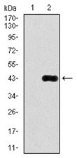 Western blot analysis using DLL4 antibody against HEK293 (1) and DLL4 (AA: 313-439)-hIgGFc transfected HEK293 (2) cell lysate.