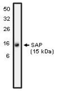 Western blot analysis using SAP antibody on NK-92 cell lysate at 10 ug/ml).