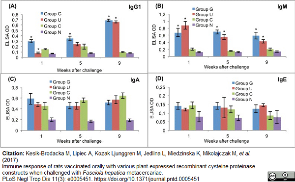 <strong>Published customer image:</strong> <br>Horseradish peroxidase conjugated Goat anti Rat IgG1 antibody (<strong>STAR112P</strong>) used to evaluate post challenge antibody response in rats by ELISA.<br><strong>Image caption:</strong><br>Post-challenge serum antibody isotype responses of vaccinated and control rats to recombinant cysteine proteinase.<br>(A) IgG1. (B) IgM. (C) IgA. (D) IgE. Group G–Lyophilised lettuce expressing the mature CPFhW enzyme flanked by Gly-rich linkers; Group U–Lyophilised lettuce expressing the mature CPFhW protein fused with ubiquitin; Group C–Lyophilised control lettuce; Group N–None. At each timepoint, four rats from each group were euthanised and dissected. *Indicates significantly increased numbers of cells (p<0.05). Error bars indicate standard deviation.<br><br>From: Citation: Kesik-Brodacka M, Lipiec A, Kozak Ljunggren M, Jedlina L, Miedzinska K, Mikolajczak M, <em>et al</em>. (2017)<br>Immune response of rats vaccinated orally with various plant-expressed recombinant cysteine proteinase constructs when challenged with <em>Fasciola hepatica</em> metacercariae.<br><a href="https://www.ncbi.nlm.nih.gov/pubmed/28333957"target="_blank">PLoS Negl Trop Dis 11(3): e0005451</a>.