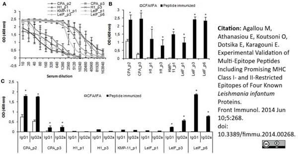 <strong>Published customer image:</strong> <br>Rabbit anti Mouse ATG5/12 antibody (<strong>AAM79</strong>) used to assess ATG5/12 protein levels in rat cardiomyocyte cultures by western blotting.<br><strong>Image caption:</strong><br>BMAL1 boosted myocardial autophagy in hypertrophic cardiomyocytes induced by Ang II. A Raw data of proteins expression of a panel of autophagy-related genes detected by WB.<br><br>From: Yu L, Ren L, Dong L.<br>BMAL1 plays a critical role in the protection against cardiac hypertrophy through autophagy <em>in vitro</em>.<br><strong><a href="https://pubmed.ncbi.nlm.nih.gov/35996077/"target="_blank" rel="noopener">BMC Cardiovasc Disord. 2022 Aug 22;22(1):381</a></strong>.<br>doi: 10.1186/s12872-022-02822-3.<br>This image is from an open access article distributed under terms of a <a href="https://creativecommons.org/licenses/by/4.0/"target="_blank" rel="noopener">Creative Commons Attribution License</a>.