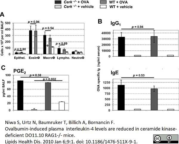 <strong>Published customer image:</strong> <br>Rat anti Mouse IgE heavy chain antibody, clone LO-ME-3 (<strong>MCA419</strong>) used for the detection of mouse IgE by ELISA<br><strong>Image caption:</strong><br>Asthma model. Cerk<sup>-/-</sup> and WT mice were exposed to OVA-aerosol as described in the Experimental section. BAL fluid and blood were collected at 48 hours after OVA challenge. The number of infiltrated inflammatory cells (A), OVA-specific IgG1 and IgE in serum (B) and PGE2 in BAL fluid (C) are represented as the mean &plusmn; SEM of 8 animals per group.<br><br>From: Niwa S, Urtz N, Baumruker T, Billich A, Bornancin F.<br>Ovalbumin-induced plasma  interleukin-4 levels are reduced in ceramide kinase-deficient DO11.10 RAG1<sup>-/-</sup> mice.<br><a href="http://www.ncbi.nlm.nih.gov/pubmed/20053284"target="_blank" rel="noopener">Lipids Health Dis. 2010 Jan 6;9:1</a>.<br>This image is from an open access article distributed under the terms of a <a href="https://creativecommons.org/licenses/by/4.0/"target="_blank" rel="noopener">Creative Commons Attribution License</a>.
