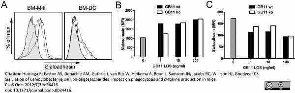<strong>Published customer image:</strong> <br>Biotinylated Mouse anti Rat IgG2a antibody, clone Marg2a-1 (<strong>SM1031B</strong>) used to label bound anti CD169 antibody by flow cytometry.<br><strong>Image caption:</strong><br>Sialoadhesin is expressed on BM-M&oslash; and is upregulated upon <em>C. jejuni</em> LOS stimulation. Cells were stimulated overnight with GB11 wt or Cst-II mutant LOS and sialoadhesin expression was examined by flow cytometry. Sialoadhesin was expressed on unstimulated BM-M&oslash; (A; dotted line) and was upregulated after stimulation with GB11 LOS (B, and solid line in A). Filled histograms represent background fluorescence when incubated with the secondary antibody alone. BM-DC only express low levels of sialoadhesin and do not upregulate sialoadhesin in response to GB11 LOS (C).<br><br>From: Huizinga R, Easton AS, Donachie AM, Guthrie J, van Rijs W, Heikema A, Boon L, Samsom JN, Jacobs BC, Willison HJ, Goodyear CS.<br>Sialylation of<em> Campylobacter jejuni</em> lipo-oligosaccharides: impact on phagocytosis and cytokine production in mice.<br><a href="https://pubmed.ncbi.nlm.nih.gov/22470569/"target="_blank" rel="noopener">PLoS One. 2012;7(3):e34416</a>.<br>doi: 10.1371/journal.pone.0034416.<br>This image is from an open access article distributed under terms of a <a href="https://creativecommons.org/licenses/by/4.0/"target="_blank" rel="noopener">Creative Commons Attribution License</a>.
