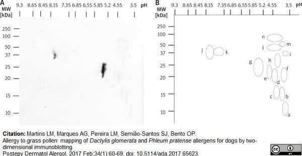 <strong>Published customer image:</strong> <br>Biotin conjugated Mouse anti Canine IgE antibody, clone E6-71-A1 (<strong>SM1499B</strong>) used for the detection of canine IgE in sera on two dimensional immunoblots<br><strong>Image caption:</strong><br>A – IgE immunoblot from D. glomerata 2-D separation, revealed with biotin-ExtrAvidin-alkaline phosphatase anti-dog-IgE. Dog <em>D. glomerata</em> allergogram with a pool of sera. B – Two-dimensional diagram from dog <em>D. glomerata</em> allergogram in Figure 3 A. Recognized allergen spots are identified from a to n<br><br>From: Martins LM, Marques AG, Pereira LM, Semi&atilde;o-Santos SJ, Bento OP.<br>Allergy to grass pollen: mapping of <em>Dactylis glomerata</em> and <em>Phleum pratense</em> allergens for dogs by two-dimensional immunoblotting. <br><a href="https://www.ncbi.nlm.nih.gov/pubmed/28261033"target="_blank">Postepy Dermatol Alergol. 2017 Feb;34(1):60-9</a>.