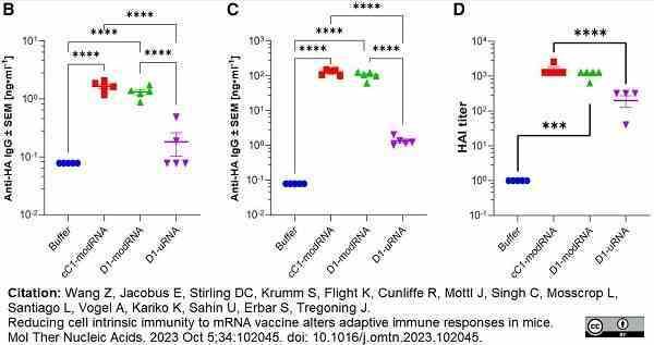 <strong>Published customer image:</strong> <br>Goat anti Mouse lambda light chain antibody (<strong>106001</strong>) used as a coating reagent in ELISA for determination of mouse antibody levels in serum samples.<br><strong>Image caption:</strong><br>Inflammation after immunization with unmodified mRNA is associated with dampened adaptive immune responses.<br>Blood was collected for analysis of HA specific antibody 21 days (B) and 42 days (C) after study start; 42 days after the study, spleens were collected and assessed for HA specific T cells by ELISPOT (D).<br><br>From: Wang Z, Jacobus EJ, Stirling DC, Krumm S, Flight KE, Cunliffe RF, Mottl J, Singh C, Mosscrop LG, Santiago LA, Vogel AB, Kariko K, Sahin U, Erbar S, Tregoning JS.<br>Reducing cell intrinsic immunity to mRNA vaccine alters adaptive immune responses in mice.<br><strong><a href="https://pubmed.ncbi.nlm.nih.gov/37876532/"target="_blank" rel="noopener">Mol Ther Nucleic Acids. 2023 Oct 5;34:102045</a></strong>.<br>doi: 10.1016/j.omtn.2023.102045. <br>This image is from an open access article distributed under terms of a <a href="https://creativecommons.org/licenses/by/4.0/"target="_blank" rel="noopener">Creative Commons Attribution License</a>.