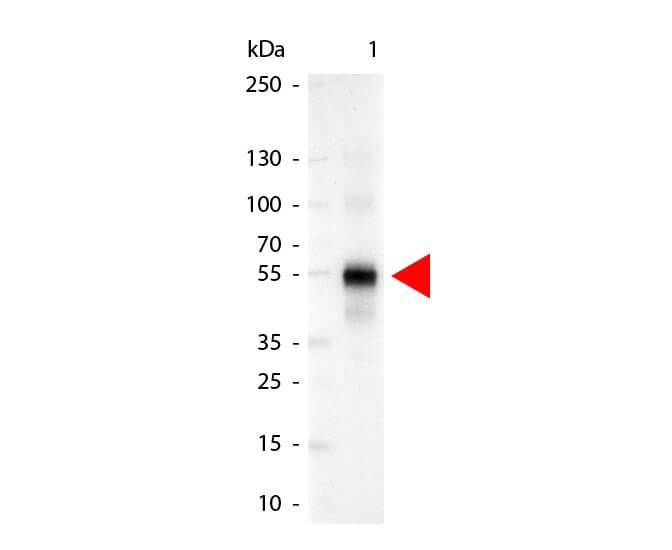 Western Blot of Alkaline Phosphatase Conjugated Goat anti-Human IgG Gamma Chain antibody. Lane 1: Human IgG. Lane 2: none. Load: 50 ng per lane.
Primary antibody: none.
Secondary antibody: Alkaline Phosphatase human secondary antibody at 1:1,000 for 60 min at RT.
Block: MB-070 for 30 min RT.
Predicted/Observed size: 55 kDa for Human IgG Gamma Chain. Other band(s): none.