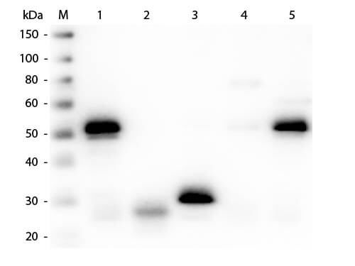 Western Blot of Anti-Rabbit IgG (H&L) (SHEEP) Antibody (Min X Hu, Gt, Ms Serum Proteins) (p/n 611-6102). Lane M: 3 μl Molecular Ladder. Lane 1: Rabbit IgG whole molecule (p/n 011-0102). Lane 2: Rabbit IgG F(ab) Fragment (p/n 011-0105). Lane 3: Rabbit IgG F(c) Fragment (p/n 010-0103). Lane 4: Rabbit IgM Whole Molecule (p/n 011-0107). Lane 5: Normal Rabbit Serum (p/n B309). All samples were reduced. Load: 50 ng per lane. Block: MB-070 for 30 min at RT. Primary Antibody: Anti-Rabbit IgG (H&L) (SHEEP) Antibody (Min X Hu, Gt, Ms Serum Proteins) (p/n 611-6102) 1:3,000 for 60 min at RT. Secondary antibody: Anti-Sheep IgG (DONKEY) Peroxidase Conjugated Antibody (p/n 613-703-168) 1:40,000 in MB-070 for 30 min at RT. Predicted/Observed Size: 25 and 50 kDa for Rabbit IgG and Serum, 25 kDa for F(c) and F(ab), 70 and 23 kDa  for IgM. Rabbit F(c) migrates slightly higher.