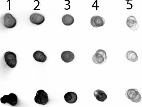 Dot Blot of Goat anti-Human IgG IgA IgM Antibody Alkaline Phosphatase Conjugated.   Antigen:  Row 1 - Human IgG Row 2 - Human IgA Row 3 - Human IgM.   Load:  Lane 1 - 200 ng Lane 2 - 66.7 ng Lane 3 - 22.2 ng Lane 4 - 7.41 ng Lane 5 - 2.47 ng. Primary antibody:  n/a. Secondary antibody: Goat anti-Human IgG IgA IgM Antibody Alkaline Phosphatase Conjugated at 1:1,000 for 1 HR at RT. Block:  MB-070 for 1 HR at RT.