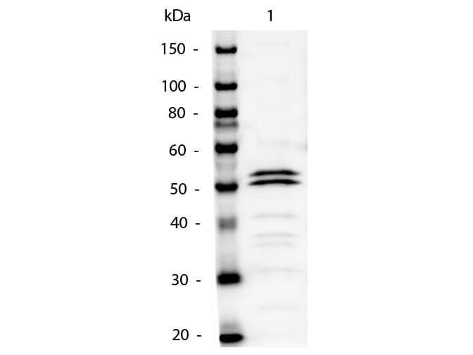 Western Blot of Mouse IgG1 Secondary Antibody Alkaline Phosphatase Conjugated. Lane 1:  Mouse IgG1.  Lane 2:  none.   Load:  50ng per lane. Primary antibody:  none. Secondary antibody:  Mouse IgG1 Secondary Antibody Alkaline Phosphatase Conjugated at 1:1,000 o/n at 4°C. Block:  MB-070 for 30 min at RT. Reaction visualized using alkaline phosphatase substrate for 30 seconds. Predicted/Observed size:  55 kDa for Mouse IgG1.