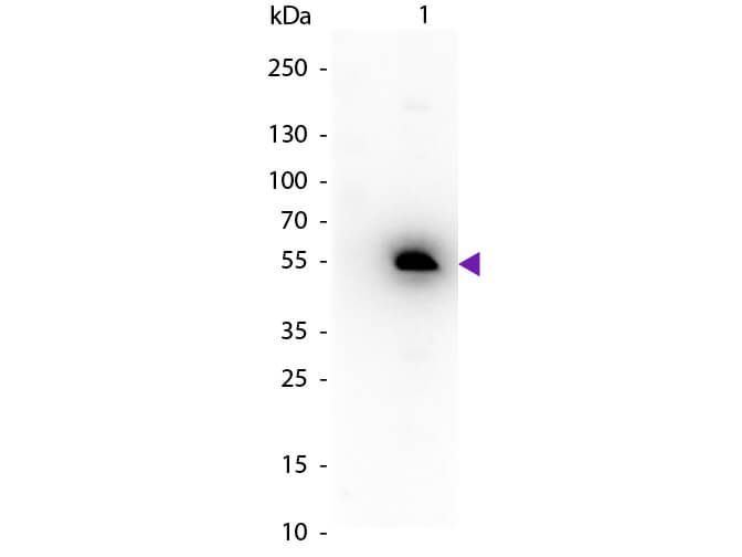 Western blot of Peroxidase conjugated Rabbit Anti-Mouse IgG1 (Gamma 1 chain) secondary antibody. Lane 1:  Mouse IgG1. Lane 2:  None. Load:  50 ng per lane. Primary antibody:  None. Secondary antibody:  Peroxidase rabbit secondary antibody at 1:1,000 for 60 min at RT. Blocking:  MB-070 for 30 min at RT. Predicted/Observed size:  55 kDa, 55 kDa for Mouse IgG1 (Gamma 1 chain). Other band(s):  None.