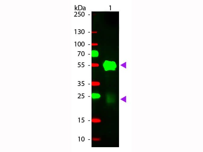 Western Blot of Goat anti-Rabbit IgG Rhodamine Conjugated Secondary Antibody.   Lane 1:  Rabbit IgG.   Lane 2:  None.   Load:  50 ng per lane. Primary antibody:  None. Secondary antibody:  Rhodamine goat secondary antibody at 1:1,000 for 60 min at RT. Block:  MB-070 for 30 min at RT. Predicted/Observed size:  25 & 55 kDa, 25 & 55 kDa for Rabbit IgG.  Other band(s): None.