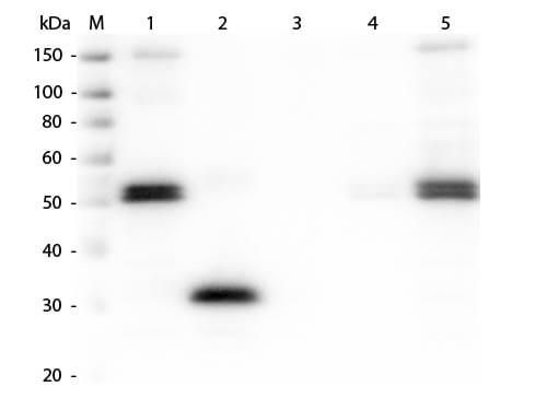 Western Blot of Anti-Rat IgG F(c) (RABBIT) Antibody (p/n 612-4103). Lane M: 3 μl Molecular Ladder. Lane 1: Rat IgG whole molecule (p/n 012-0102). Lane 2: Rat IgG F(c) Fragment (p/n 012-0103). Lane 3: Rat IgG Fab Fragment (p/n 012-0105). Lane 4: Rat IgM Whole Molecule (p/n 012-0107). Lane 5: Rat Serum (p/n D310-05). All samples were reduced. Load: 50 ng per lane. Block: MB-070 for 30 min at RT. Primary Antibody: Anti-Rat IgG F(c) (RABBIT) Antibody (p/n 612-4103) 1:1,000 for 60 min at RT. Secondary Antibody: Anti-Rabbit IgG (GOAT) Peroxidase Conjugated Antibody (p/n 611-103-122) 1:40,000 in MB-070 for 30 min at RT. Predicted/Observed Size: 25 and 55 kDa for Rat IgG and Serum, 25 kDa for F(c) and Fab, 78 and 25 kDa for IgM. Rat F(c) migrates slightly higher.