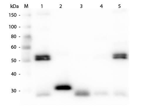 Western Blot of Anti-Rat IgG (H&L) (CHICKEN) Antibody (p/n 612-9102). Lane M: 3 μl Molecular Ladder. Lane 1: Rat IgG whole molecule (p/n 012-0102). Lane 2: Rat IgG F(c) Fragment (p/n 012-0103). Lane 3: Rat IgG Fab Fragment (p/n 012-0105). Lane 4: Rat IgM Whole Molecule (p/n 012-0107). Lane 5: Rat Serum (p/n D310-05). All samples were reduced. Load: 50 ng per lane. Block: MB-070 for 30 min at RT. Primary Antibody: Anti-Rat IgG (H&L) (CHICKEN) Antibody (p/n 612-9102) 1:1,000 for 60 min at RT. Secondary Antibody: Anti-Chicken IgG (GOAT) Peroxidase Conjugated Antibody (p/n 603-103-126) 1:40,000 in MB-070 for 30 min at RT. Predicted/Observed Size: 25 and 55 kDa for Rat IgG and Serum, 25 kDa for F(c) and Fab, 78 and 25 kDa for IgM. Rat F(c) migrates slightly higher.